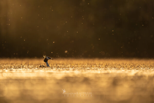 Perkoz dwuczuby 2 Perkoz dwuczuby 2