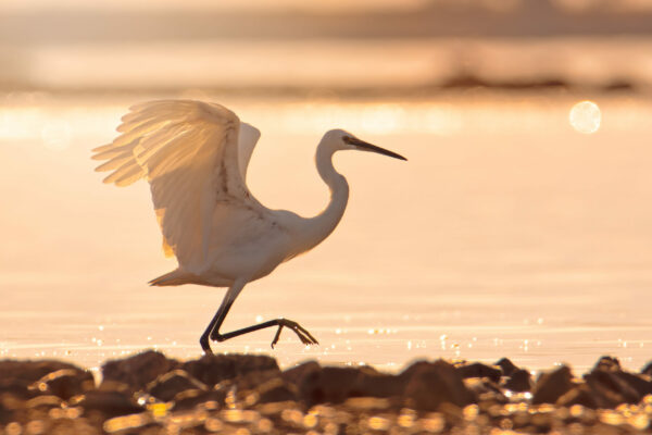 czapla nadobna czapla nadobna