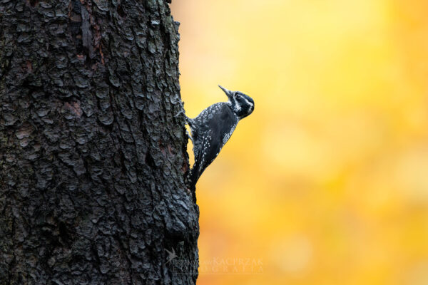 dzięcioł trójpalczasty 3 dzięcioł trójpalczasty 3
