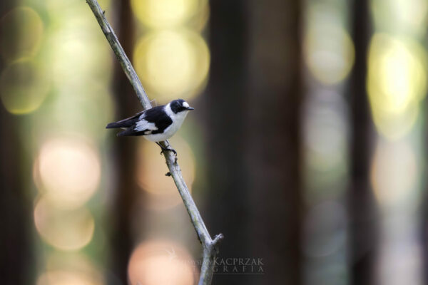 muchołówka białoszyja muchołówka białoszyja