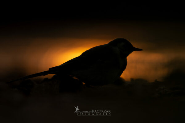 pliszka siwa pliszka siwa