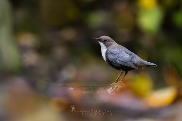 pluszcz 11 pluszcz 11