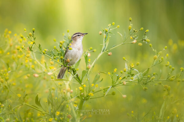 rokitniczka rokitniczka