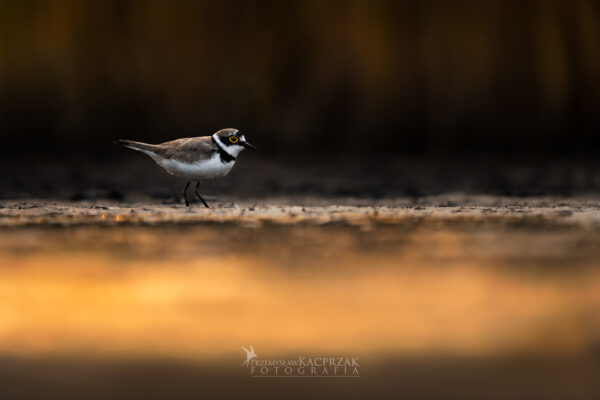 sieweczka rzeczna 3 sieweczka rzeczna 3