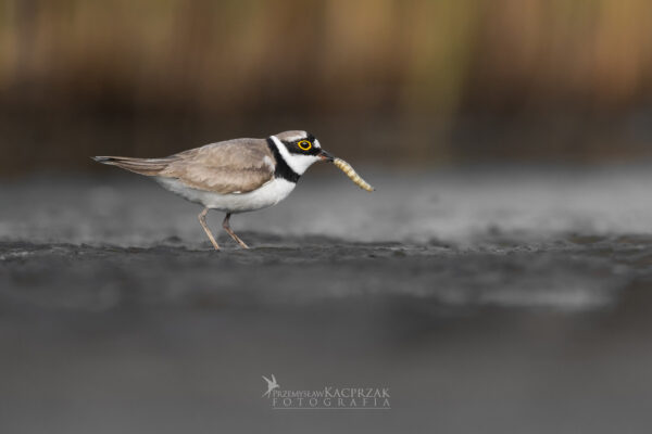 sieweczka rzeczna sieweczka rzeczna