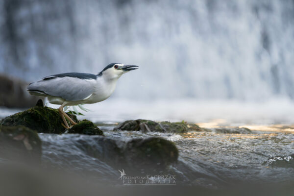 ślepowron 4 ślepowron 4